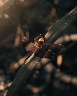 Close-up of dragonfly on wood