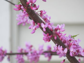 Close-up of pink cherry blossoms