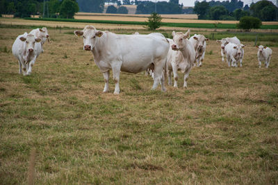 A herd of cows with calves eat in a pasture. the grass is already very dry. it has not rained for 