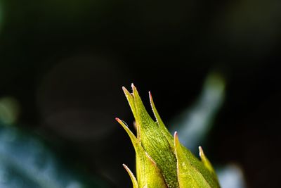 Close-up of plant against blurred background