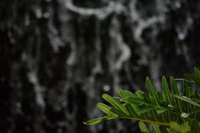 Close-up of plant growing on tree trunk