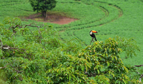 Scenic view of agricultural field