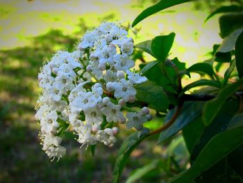 Close-up of flowers growing on tree