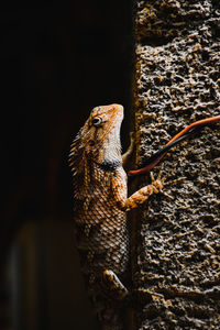 Close-up of a lizard