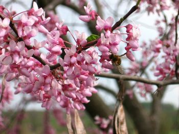 Close-up of cherry blossoms in spring