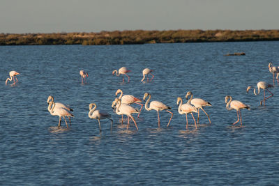 Birds in lake