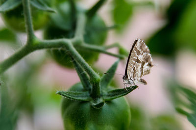 Close-up of butterfly perching on leaf