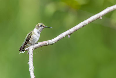 Close-up of bird perching on a branch