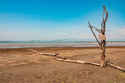 View of dead trees at the shores of lake elementaita in soysambu conservancy in naivasha, kenya