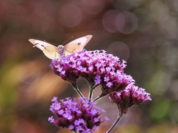 Close-up of butterfly pollinating on purple flower