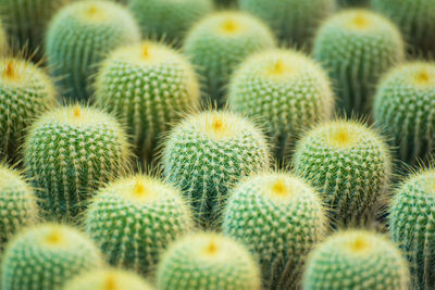 Close-up of succulent plant