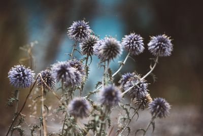 Close-up of thistle flowers