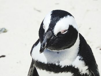 Close-up of penguin on snow