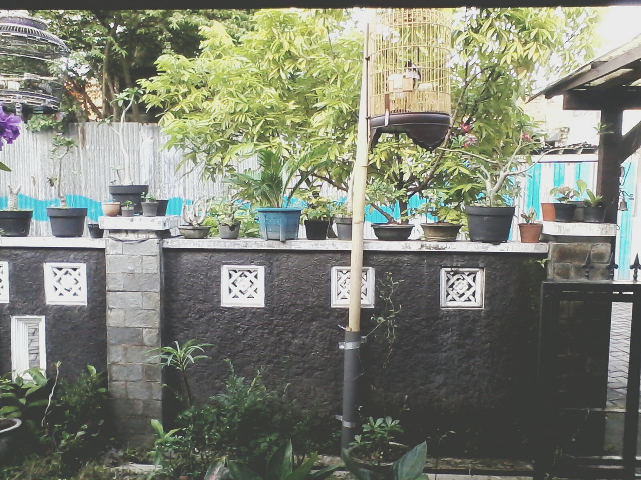 building exterior, built structure, text, architecture, tree, western script, plant, growth, communication, potted plant, day, green color, outdoors, city, house, no people, sunlight, palm tree, blue, street