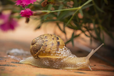 Close-up of snail