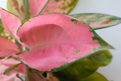 High angle view of pink plants