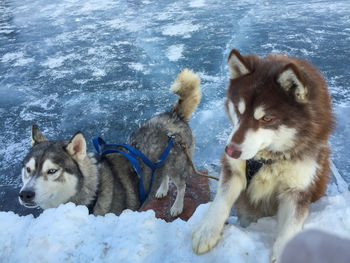View of dogs on snow covered field