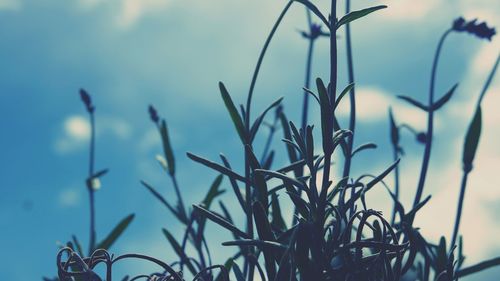 Close-up of plants against sky