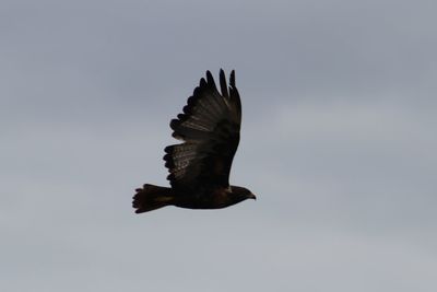 Low angle view of eagle flying against clear sky