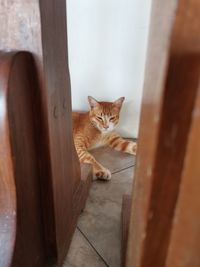 Portrait of cat sitting on wood