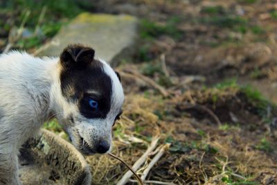 Close-up of a dog on field