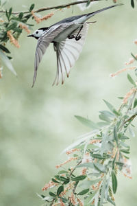 View of bird flying in the sky