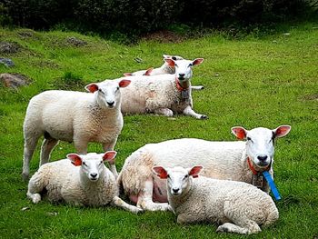 Sheep in a farm