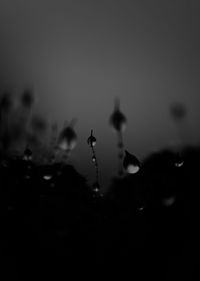 Close-up of water drops on grass against sky