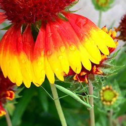 Close-up of red flowers