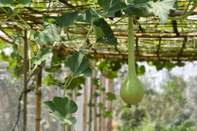 Close-up of fruits growing on tree