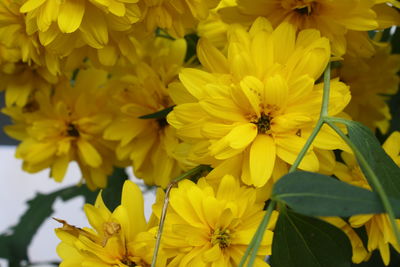 Close-up of yellow flowering plant