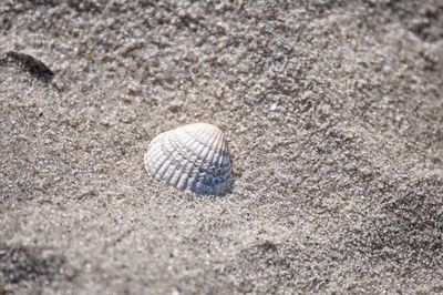 High angle view of shell on sand