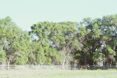 Trees in forest against clear sky