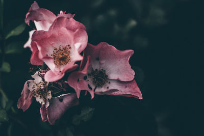 Close-up of pink flowers