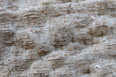 Full frame shot of tree trunk