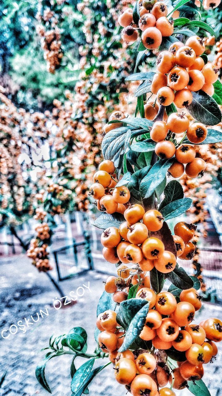 CLOSE-UP OF ORANGE FRUITS