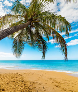 Palm trees on beach against sky