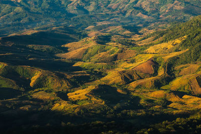 High angle view of trees on landscape