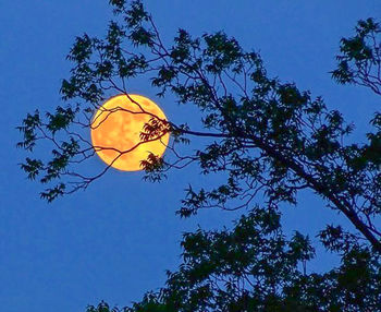 Low angle view of flower tree against blue sky