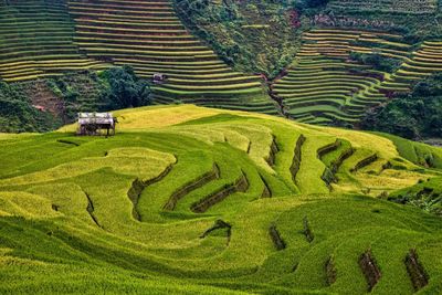 Scenic view of rice paddy