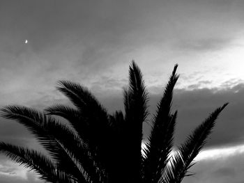 Low angle view of palm trees against sky