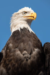 Low angle view of eagle against sky