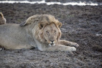 Lion relaxing on dirt road