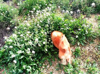 High angle view of horse on grass