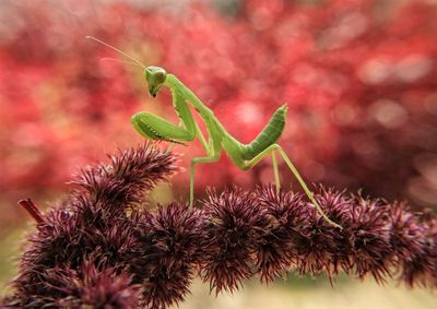 Close-up of insect on flower