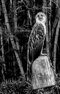 Close-up of owl perching on tree