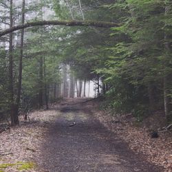 Dirt road passing through forest