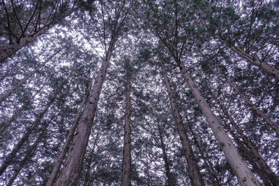 Low angle view of trees