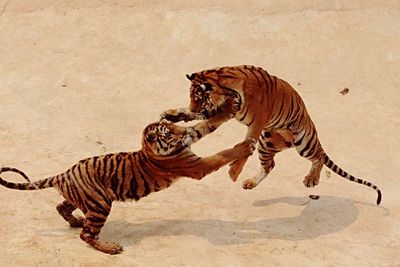 High angle view of tigers fighting at tiger temple