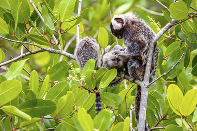 Low angle view of monkey on tree